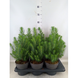 Pinus pinea 'Silver Crest'