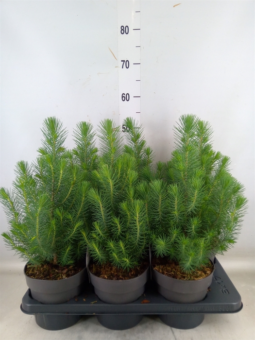 <h4>Pinus pinea 'Silver Crest'</h4>