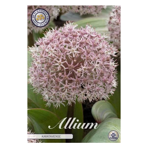 <h4>Allium Karataviense x5 12/14</h4>