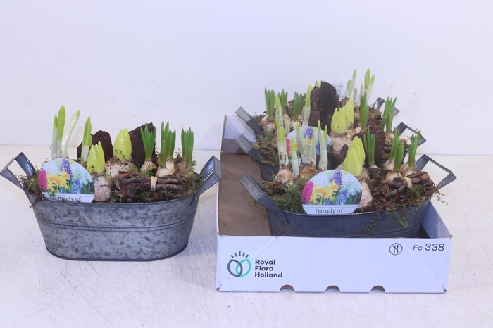 <h4>ARR BOL KNOLGEWAS</h4>