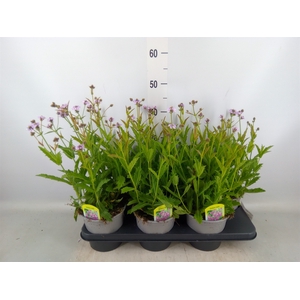 Verbena rigida