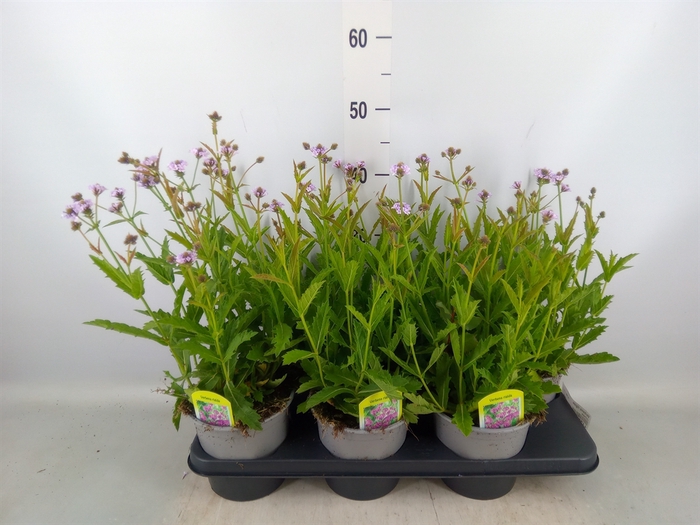 <h4>Verbena rigida</h4>