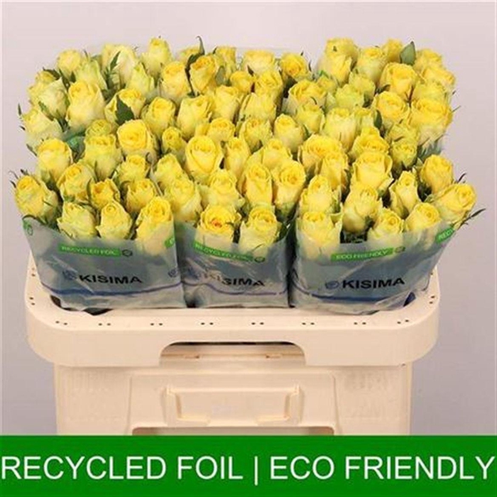 <h4>R Gr Good Times</h4>