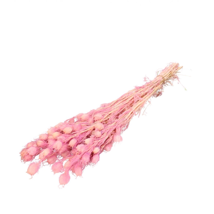 <h4>Preserved Nigella 55cm</h4>