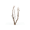 Syringa Branch Extra Lessard