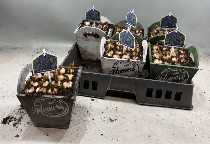 <h4>ARR MUSCARI</h4>