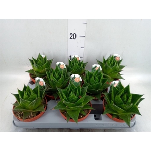 Aloe aristata 'Cosmo'