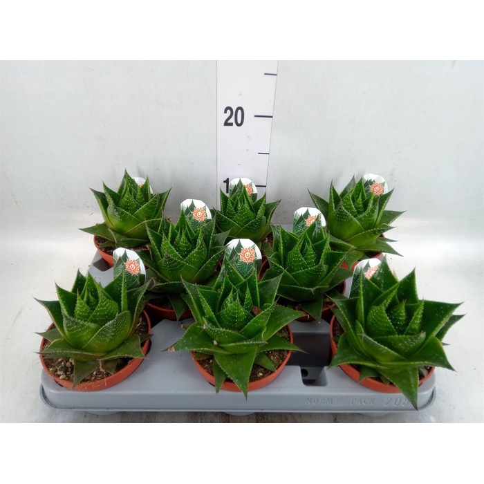 <h4>Aloe aristata 'Cosmo'</h4>