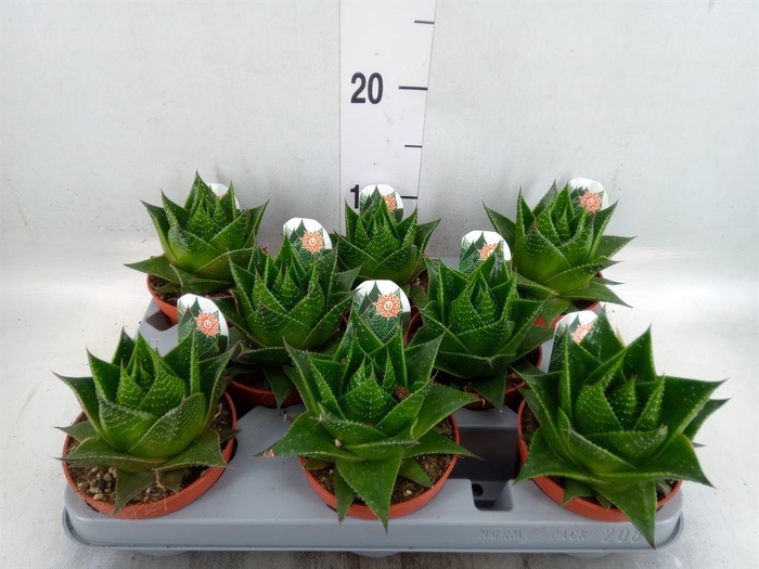 Aloe aristata 'Cosmo'