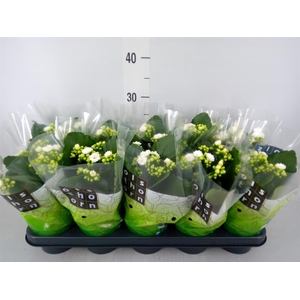 Kalanchoe blos. 'Calandiva Whites'