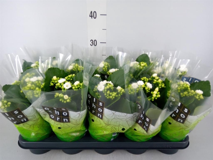 <h4>Kalanchoe blos. 'Calandiva Whites'</h4>