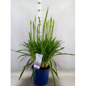 Agapanthus  'Amourette Superb'