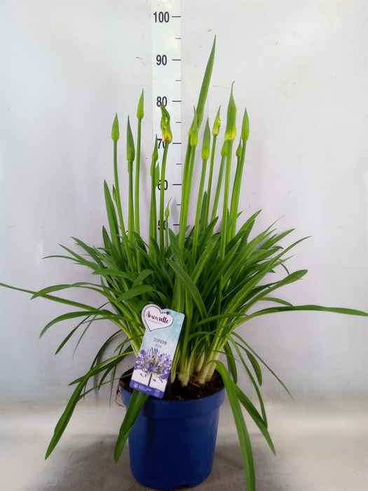 <h4>Agapanthus  'Amourette Superb'</h4>