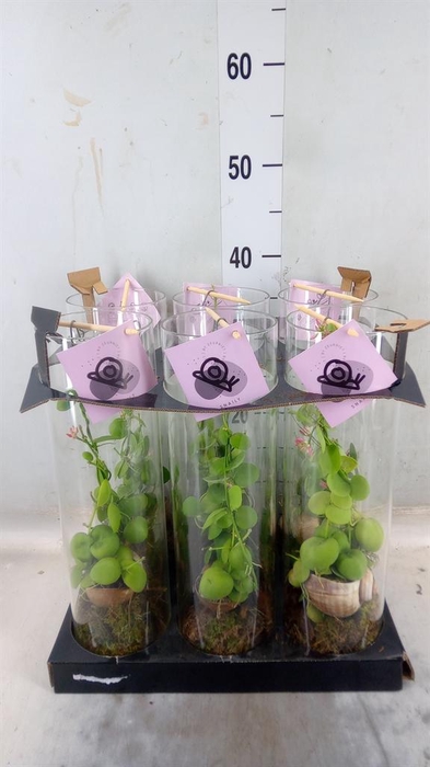 <h4>Arr.  Dischidia</h4>