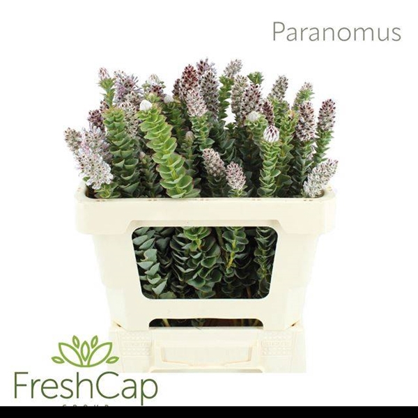 <h4>PARANOMUS REFLEXUS</h4>