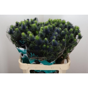 Eryn Supernova Qstar 80cm