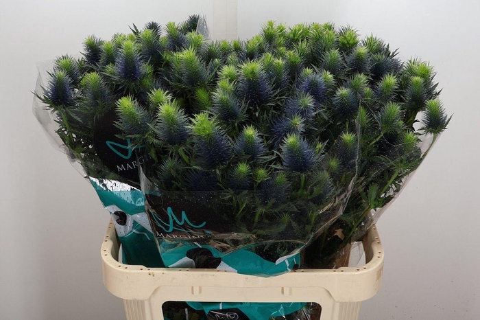 <h4>Eryn Supernova Qstar 80cm</h4>