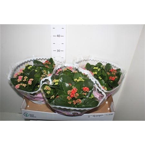 Kal Ge Gemengd In Pot Pot