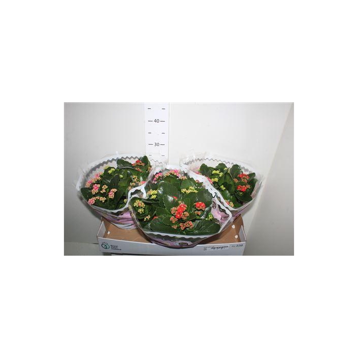 <h4>Kal Ge Gemengd In Pot Pot</h4>