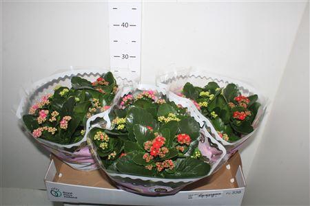 <h4>Kal Ge Gemengd In Pot Pot</h4>