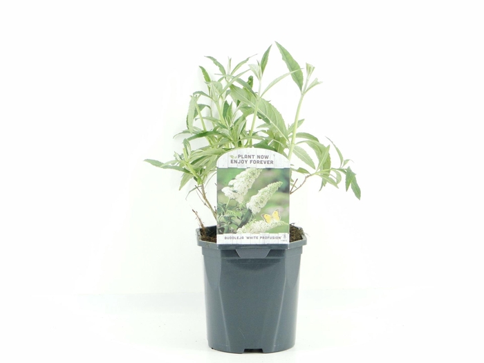 Buddleja White Profusion