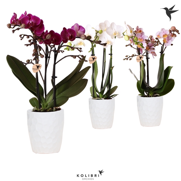 <h4>Kolibri Orchids Phalaenopsis 3 spike in Honey pot white</h4>