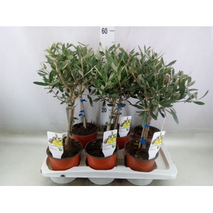 Olea europaea