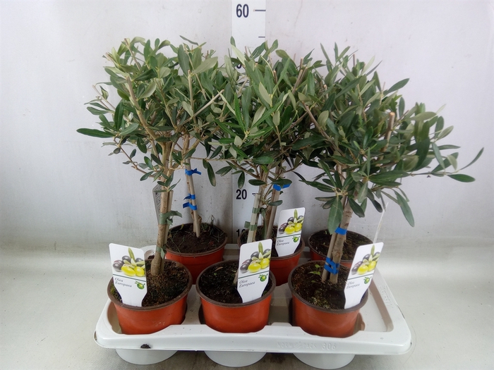 <h4>Olea europaea</h4>