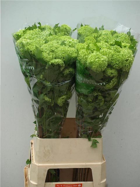 <h4>VIBURNUM ROSEUM ST</h4>