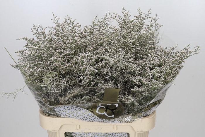<h4>Limonium ov Misty White</h4>