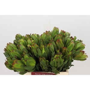 Leucadendron Laurel Yellow