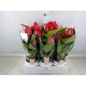 Anthurium  'Banderola Roja'
