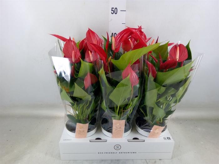 <h4>Anthurium  'Banderola Roja'</h4>