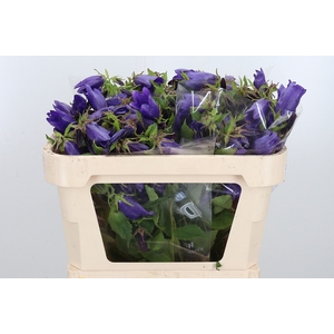 Campanula Overig