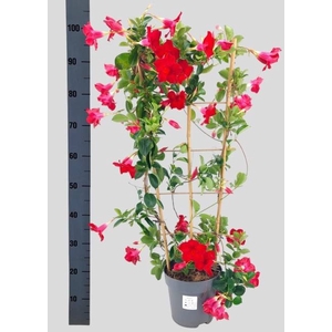 MANDE SUN VELVET RED