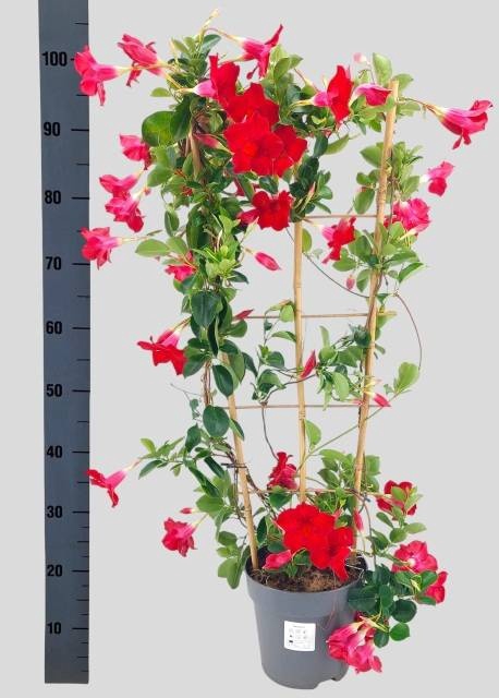 <h4>MANDE SUN VELVET RED</h4>