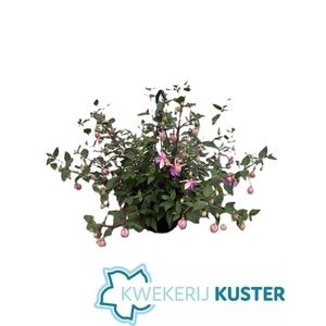 FUCHSIA OV
