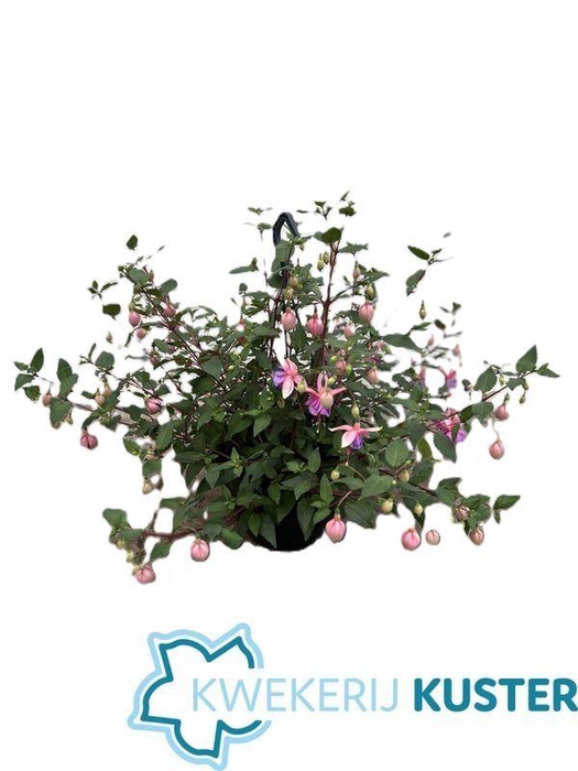 <h4>FUCHSIA OV</h4>