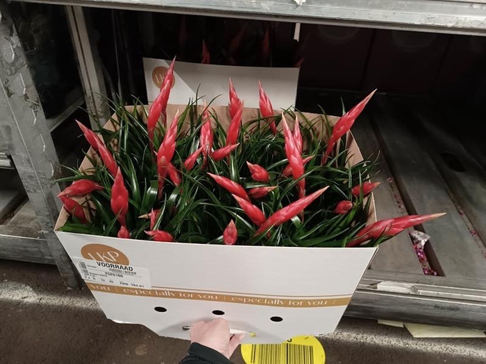 <h4>Vriesea Astrid</h4>