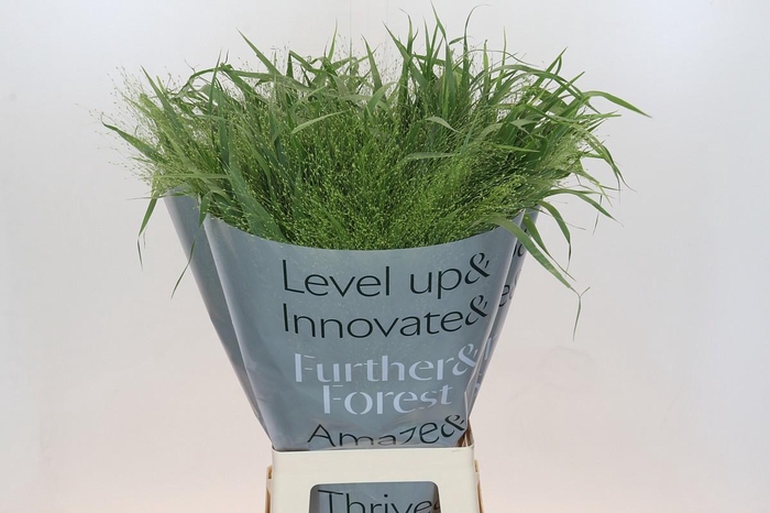 <h4>PANIC VI FONTAINE</h4>