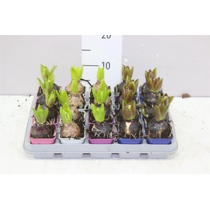 Hyacinthus Gemengd 1pp