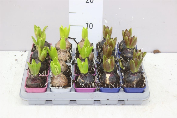 <h4>Hyacinthus Gemengd 1pp</h4>