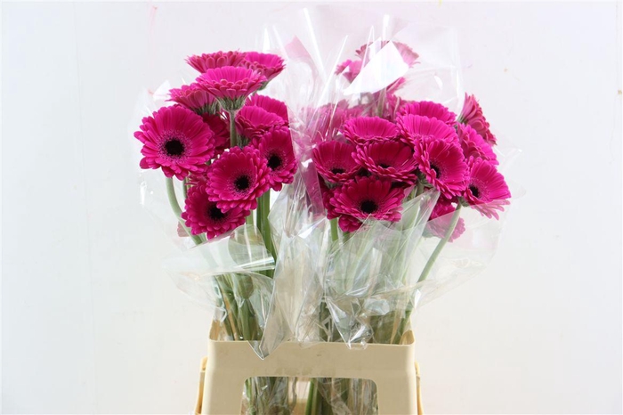 <h4>Ge Mi Anna Xxl</h4>