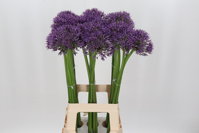 <h4>Allium Jackpot</h4>