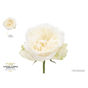 Rosa Meilland Lady Forte