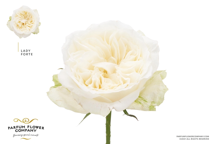 <h4>Rosa Meilland Lady Forte</h4>