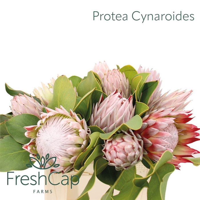 Protea Cynaroides