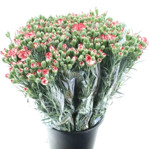 Di Tr Minueto Red White Super X200