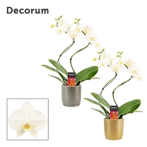 Phalaenopsis hurricane wit in Gabriël (Deco-collection)