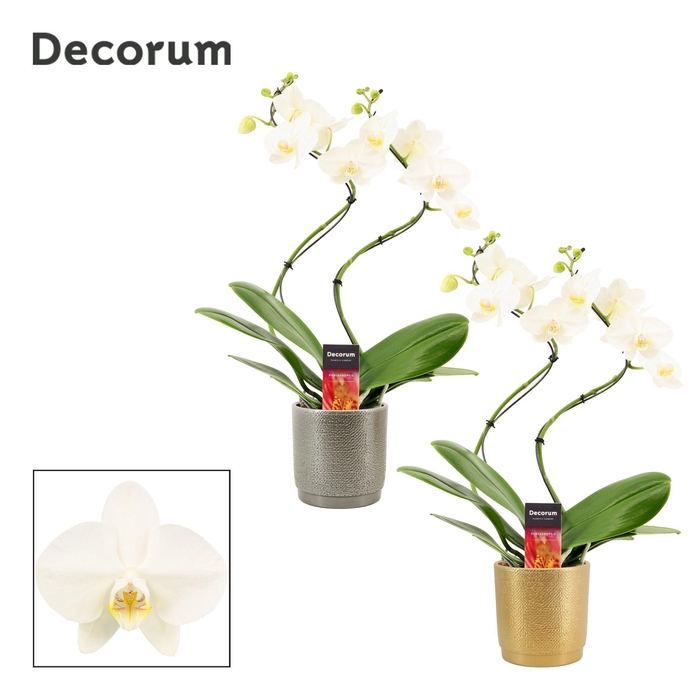 <h4>Phalaenopsis hurricane wit in Gabriël (Deco-collection)</h4>
